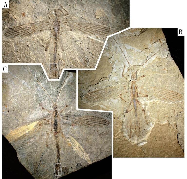 黑带 化石 蜓 樇 标本保存在首都师范大学 李龙凤老师供图