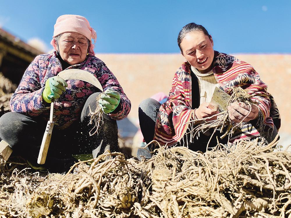 注重发展特色农业,引进优质马铃薯.村民们通过发展特色农业种植致富.