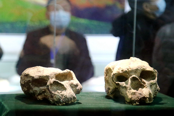 2020年11月26日,专家、学者们在湖北省十堰市郧阳博物馆参观“郧县人”头骨化石(复制品)