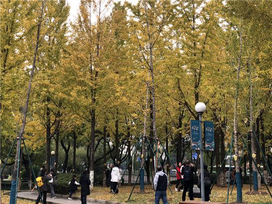 宁波院士林。林波 摄