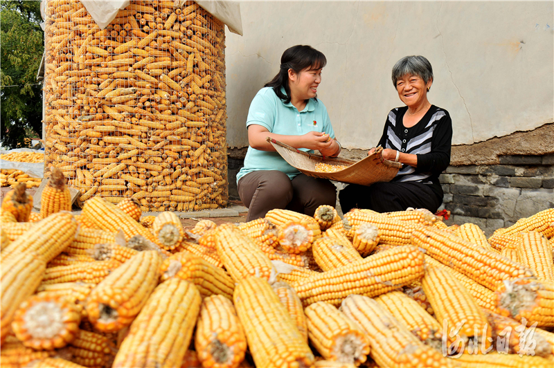 2020年9月24日，张魏婷（左）和村民一边搓玉米一边拉家常。河北日报记者 张昊 摄