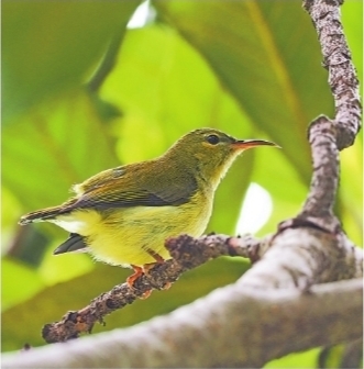 叉尾太阳鸟。钟永乐 摄