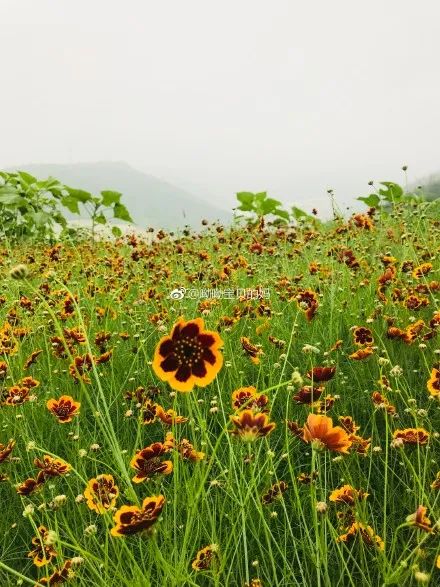 磨盘山上的两色金鸡菊。图/微博@呦呦宝贝的妈