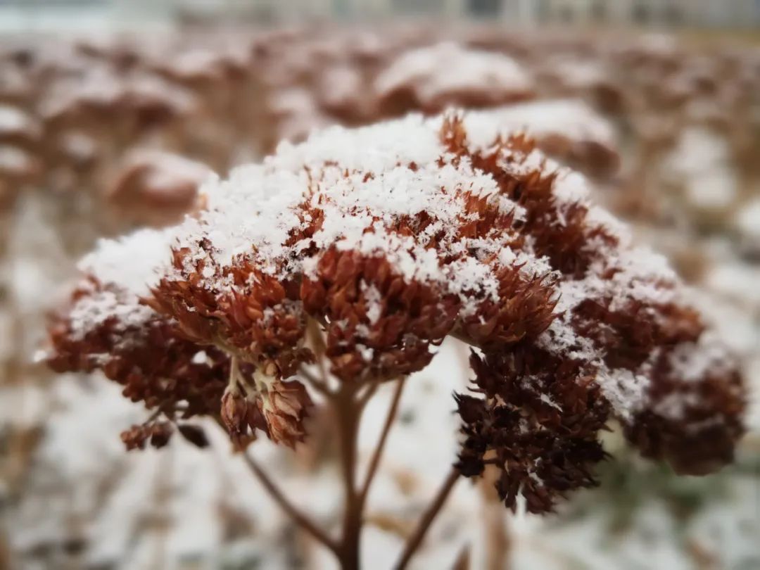 高清美图曝光！兰州新区下雪啦