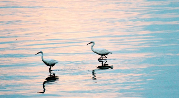 别致景观 冬日城阳区白沙河畔滩涂鸥鹭翔集