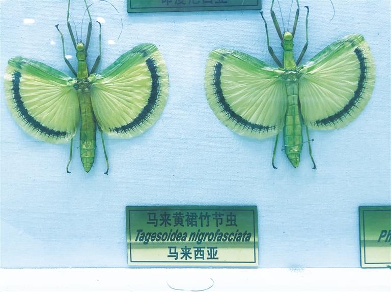 马来黄裙竹节虫标本