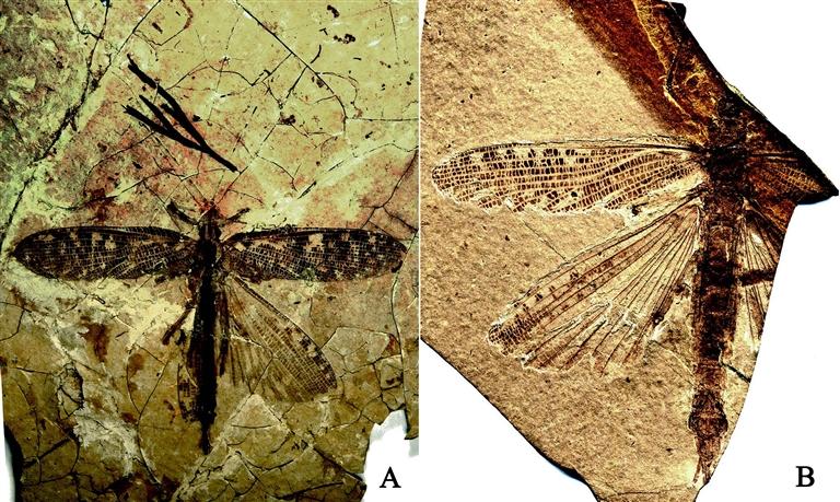 竹节虫化石：A奇异神 B巨大奇 蜓 樇 蜓 樇 标本保存在首都师范大学 李龙凤老师供图