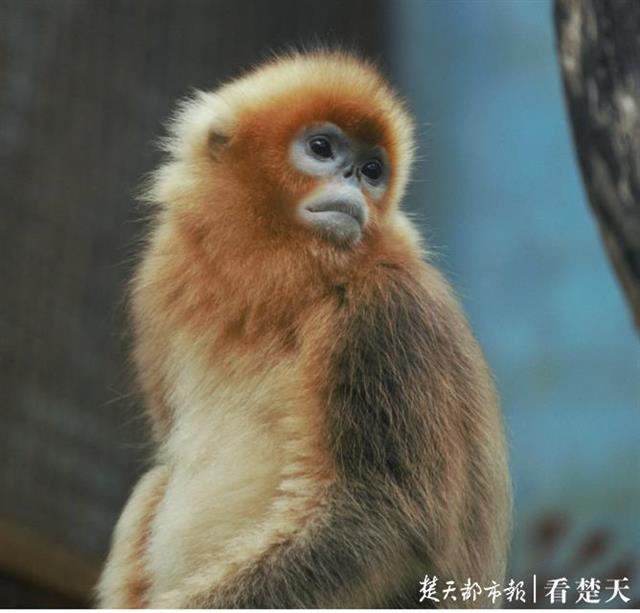 “妮妮”
