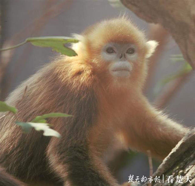 “莹莹”