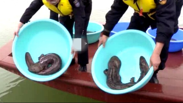 11条超大娃娃鱼被放归长江：平均1米长 最大近25斤