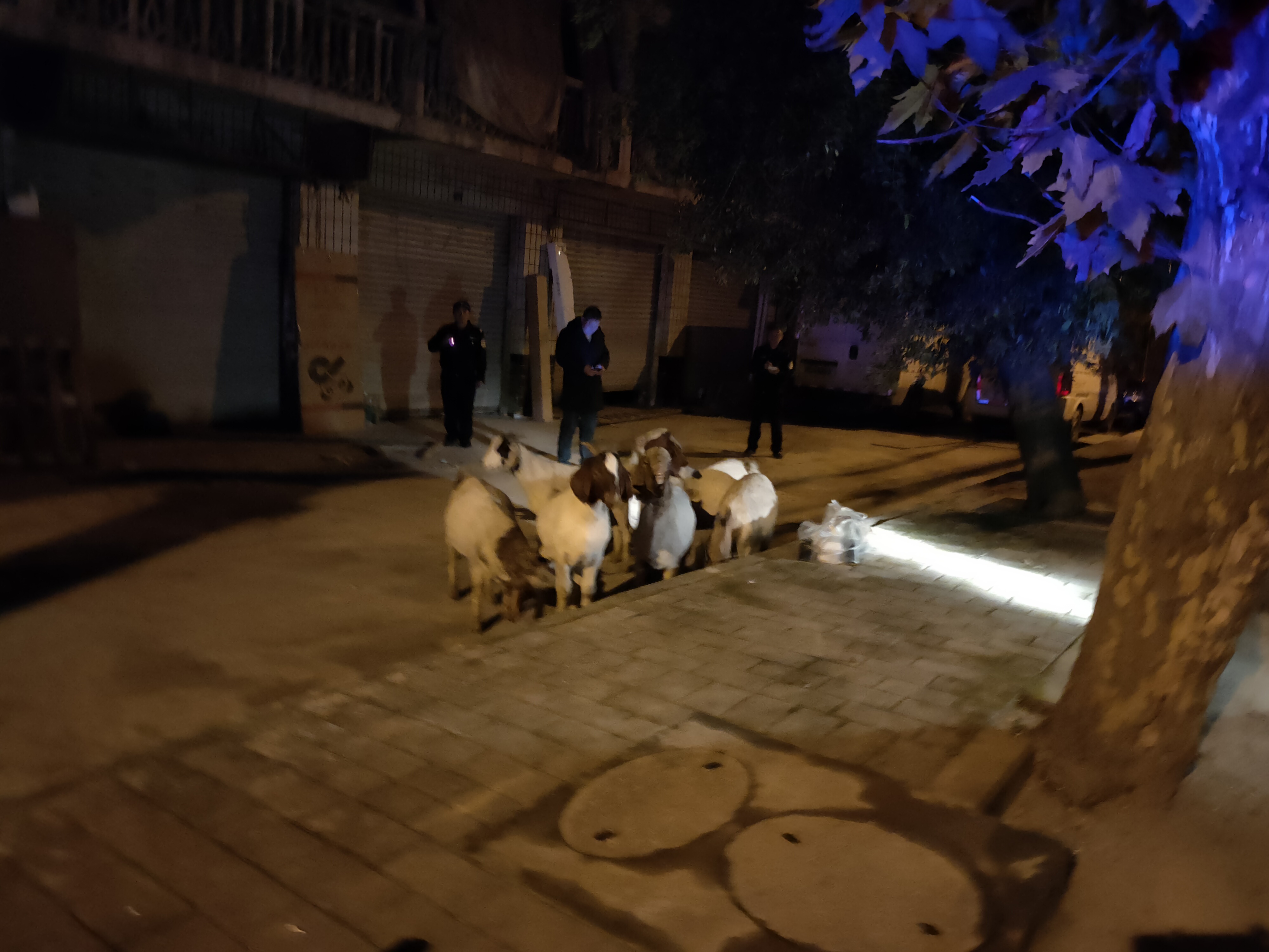 说昨晚自己价值一万多元的六只羊不见了,他和老婆已经找了一晚上了