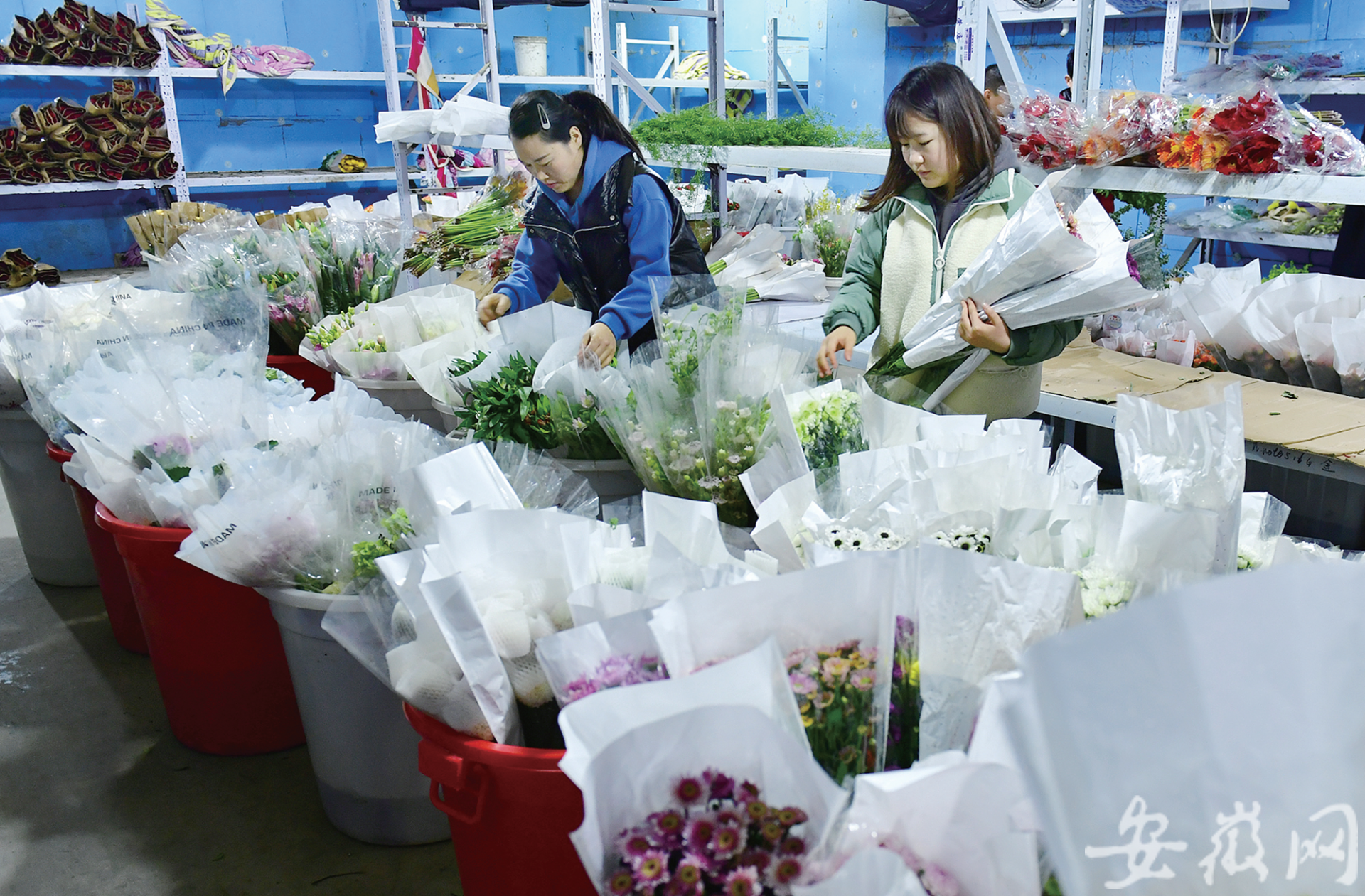 阜阳当地仓库里准备销往全国的鲜花。