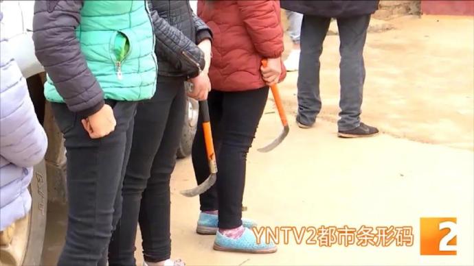 云南会泽多名小学生遭野猴袭击,家长持镰刀护送上下学