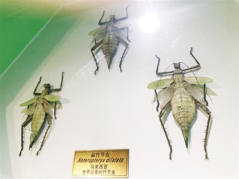 扁竹节虫 甘农大认知馆昆虫标本展示区内收藏的马来西亚竹节虫 掌上兰州&middot;兰州晨报首席记者 夏苗 摄