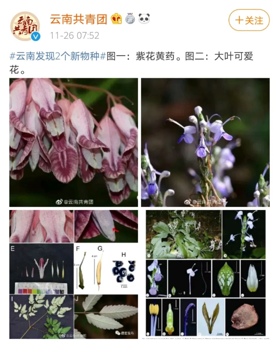 绝了！大冬天的在云南赏花