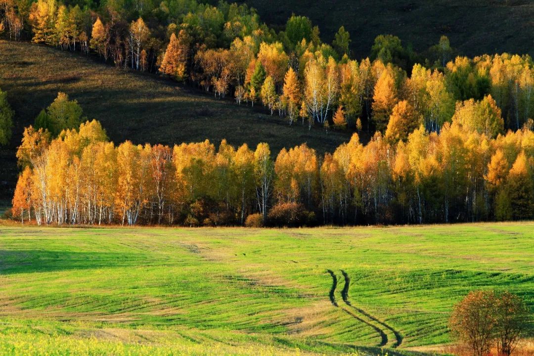 ▲ 大兴安岭林区秋景。图/视觉中国