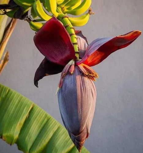 芭蕉花。图/网络