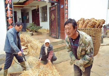 12月8日,宕昌縣南陽鎮江玉村易地扶貧搬遷點村民在加工黨參.