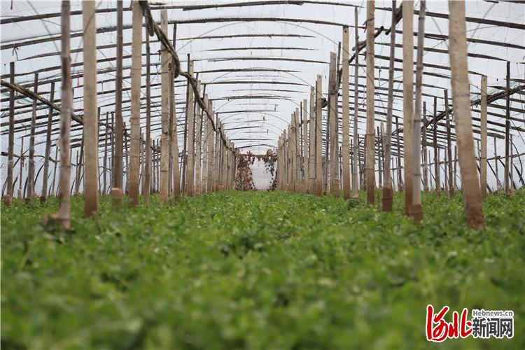 河北香河:大棚蔬菜喜丰收 群众致富有奔头