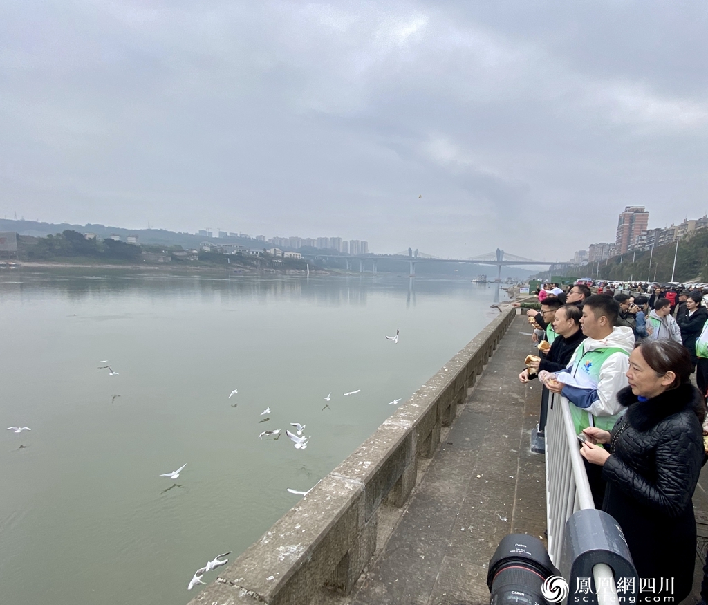 泸州：保护红嘴鸥，志愿服务队你要不要加入？