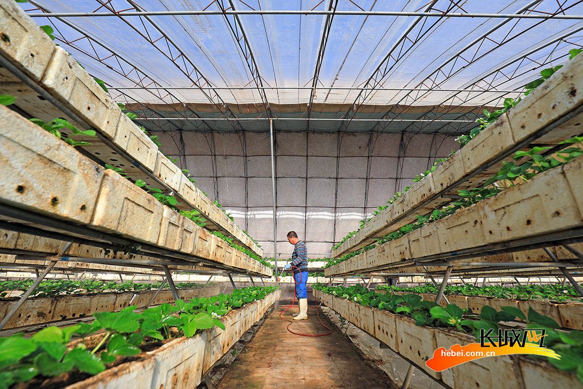 12月7日，河北省唐山市滦南县倴城镇一个草莓园里，农民在给立体栽植的草莓喷施杀菌剂。张永新 摄