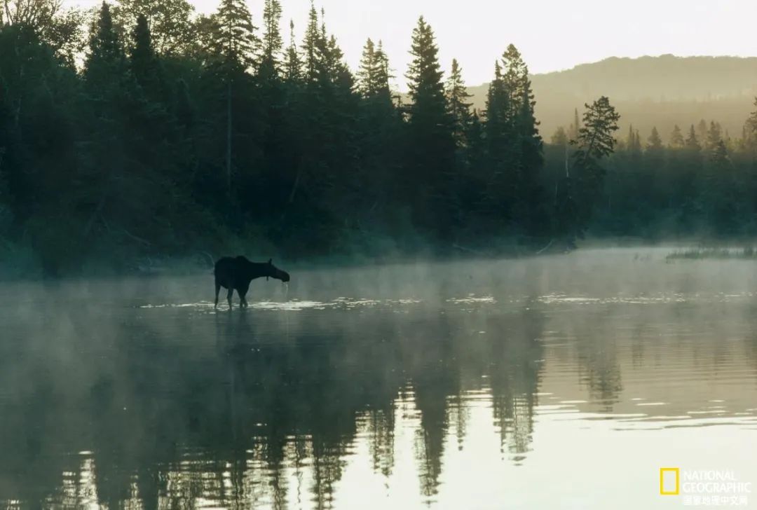 摄影／JIM BRANDENBURG, MINDEN PICTURES, NATIONAL GEOGRAPHIC