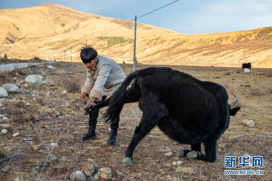 在从小生活的村庄里，丁真解救一只被铁丝网绊住的牦牛（12月2日摄）。