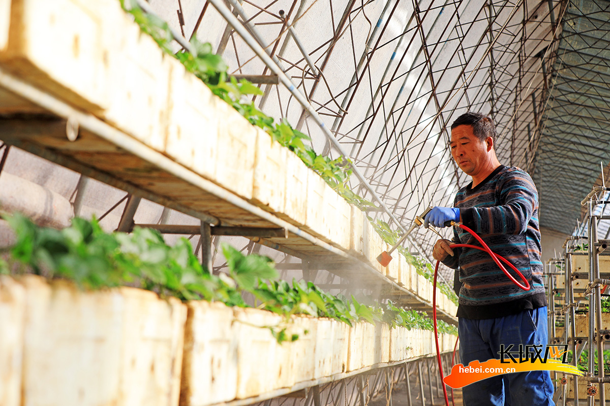 12月7日，河北省唐山市滦南县倴城镇一个草莓园里，农民在给立体栽植的草莓喷施杀菌剂。张永新 摄