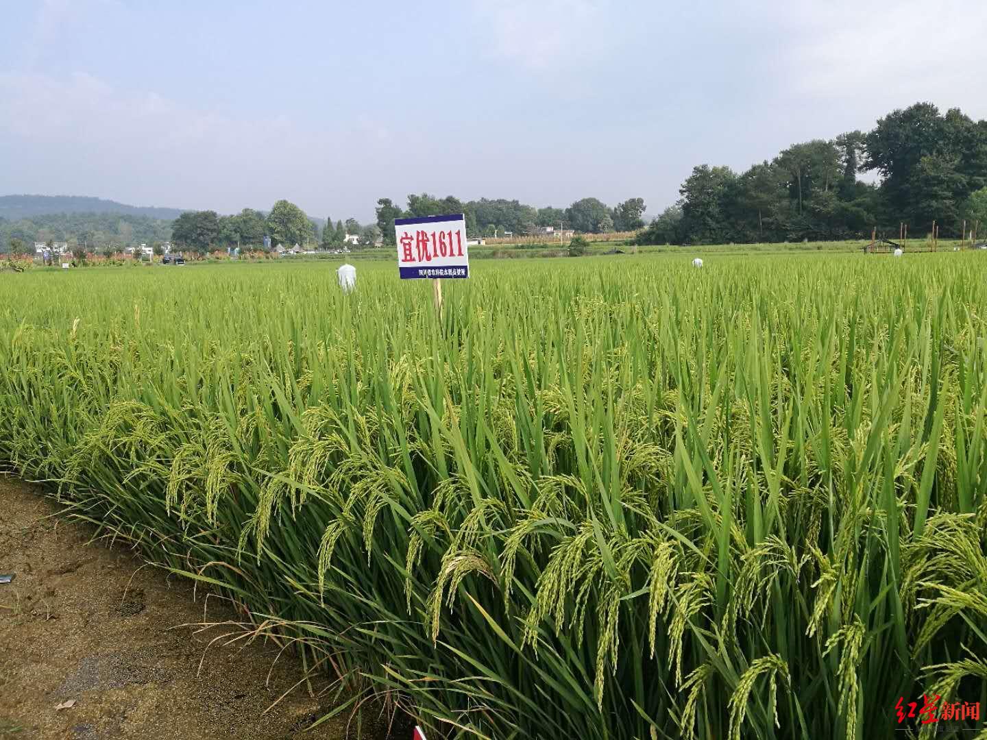 水稻国考放榜四川造宜优1611获部颁一级优质米