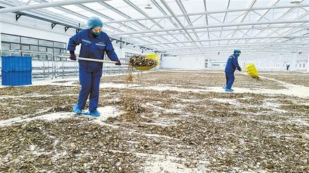 宕昌县琦昆农业发展有限公司员工在晾晒当归切片。目前，该公司建成的11000平方米封闭式阳光晾晒房可实现年产4800吨当归切片。新甘肃&middot;甘肃日报通讯员 刘国庆（甘肃日报）