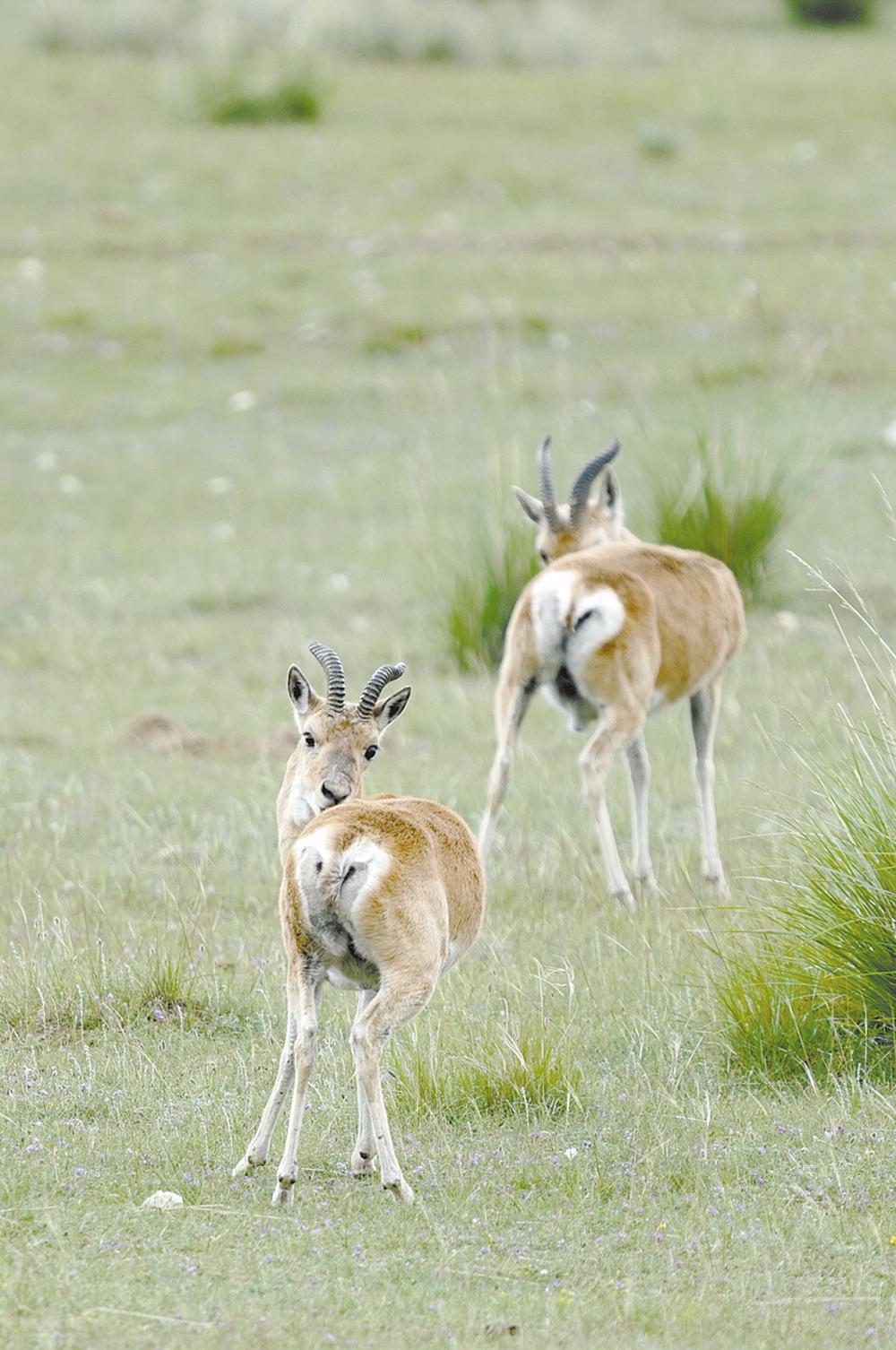 大美祁连山国家公园