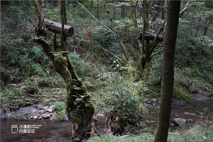 秦岭无人山沟，像极了陶渊明笔下桃花源！密林深处竟藏着如此秘境
