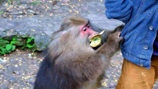 倒放 | “感动”中国十大动物——峨眉山猴子