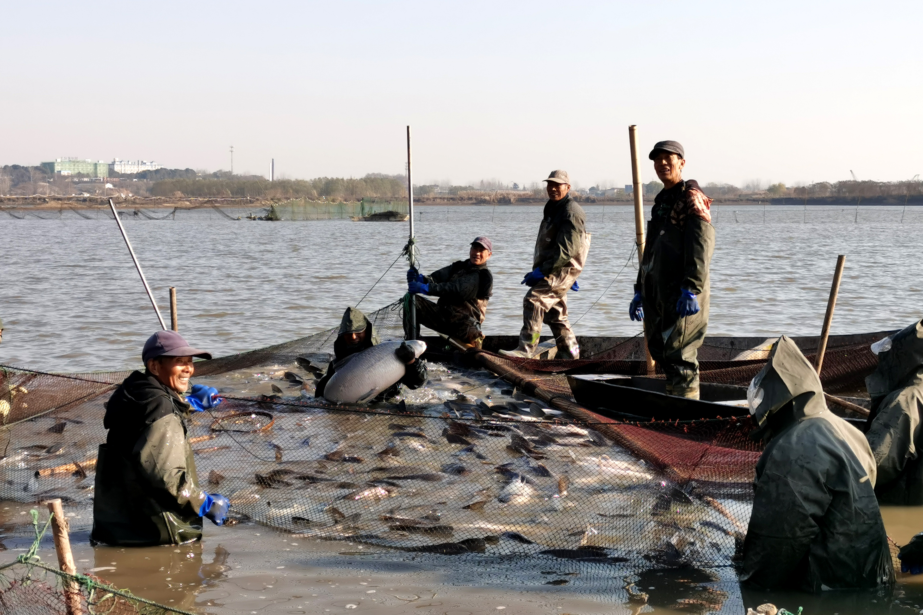 和縣烏江鎮冬日漁場起魚忙