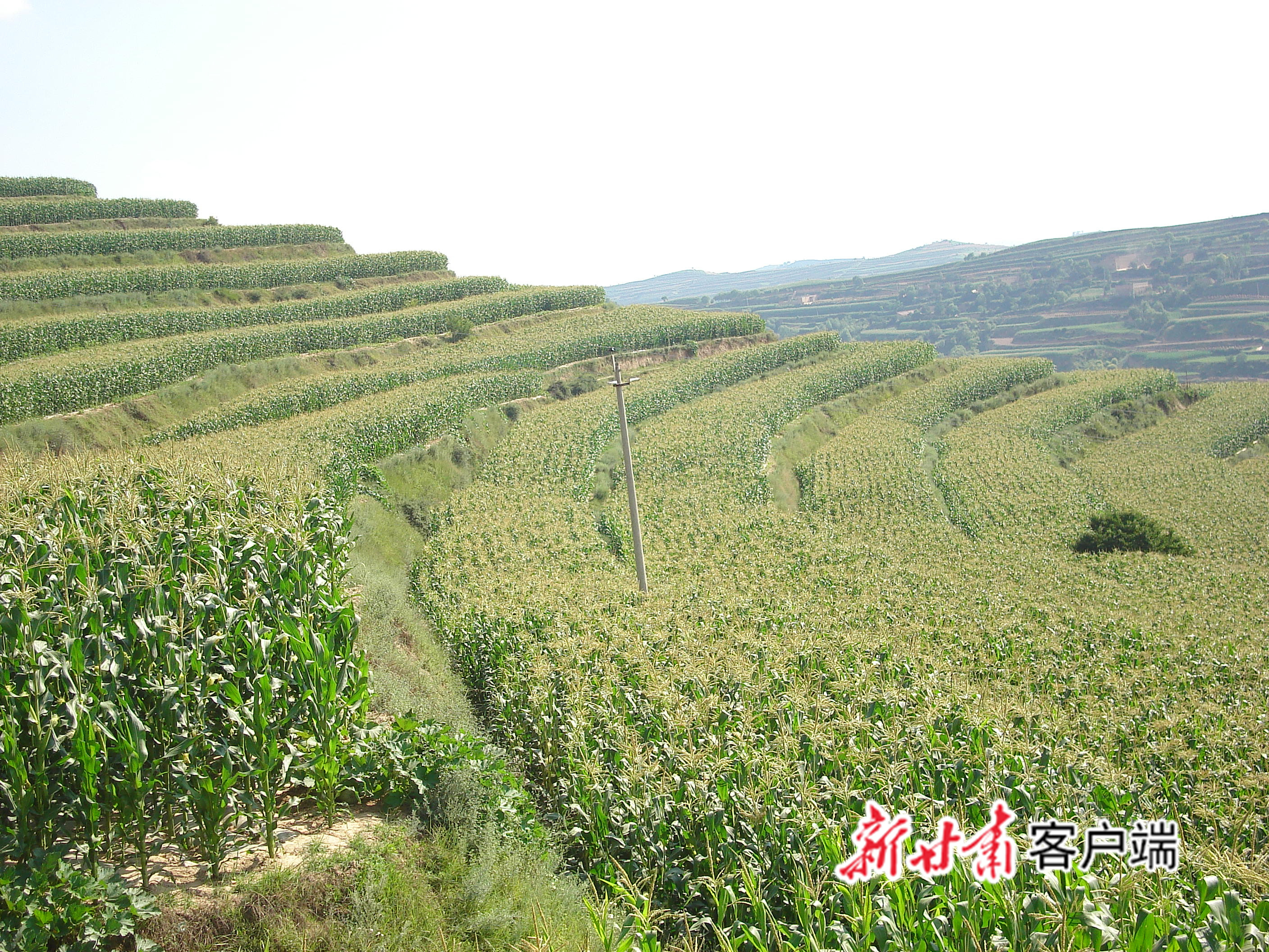 中东部旱作区全膜玉米郁郁葱葱