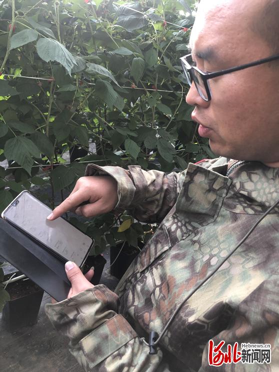 12月2日，张家口万全区李杏庄村树莓生产基地内，郝亦成团队成员通过手机查看大棚内的各项数据。