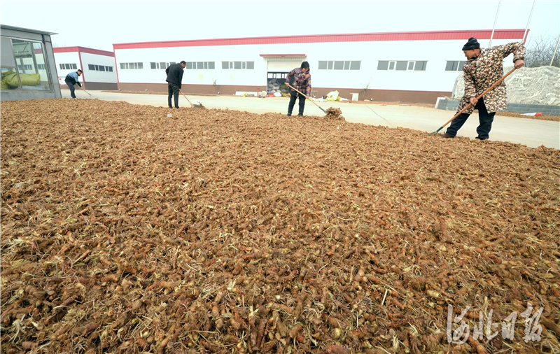 2020年12月12日，河北省博野县杜各庄村翠伟柴胡知母合作社员工在翻晒中药材。