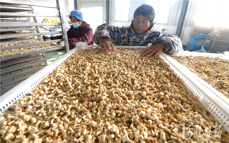 2020年12月12日，位于河北省博野县的河北创然农业科技开发有限公司员工在烘干中药材。河北日报记者杜柏桦摄影报道