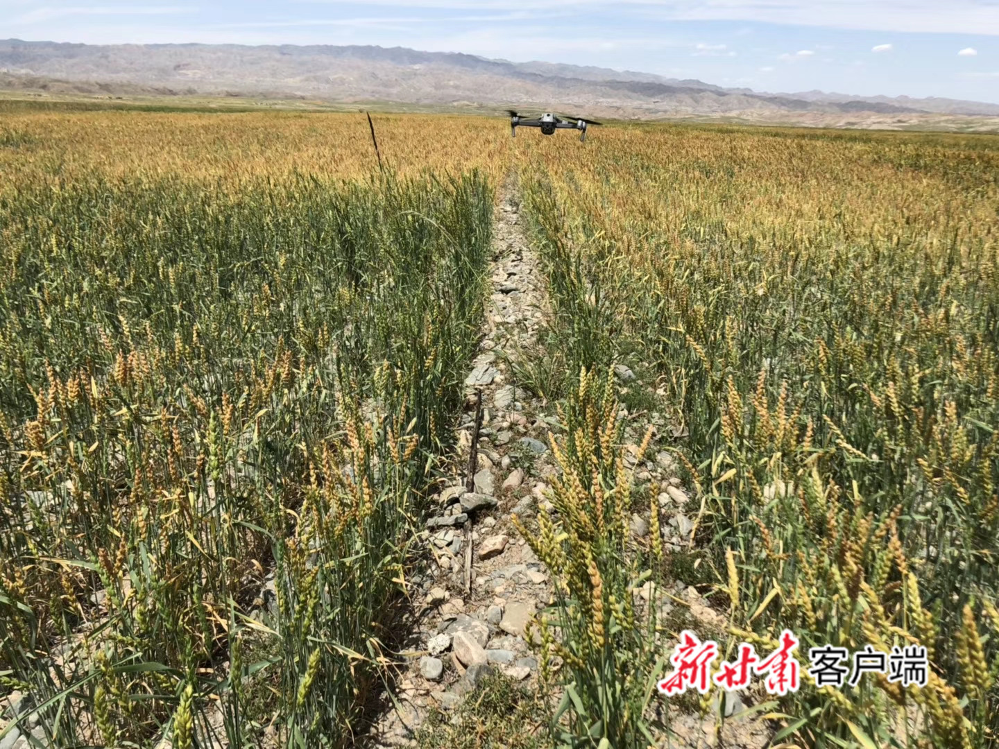 无人机在麦田防控作业