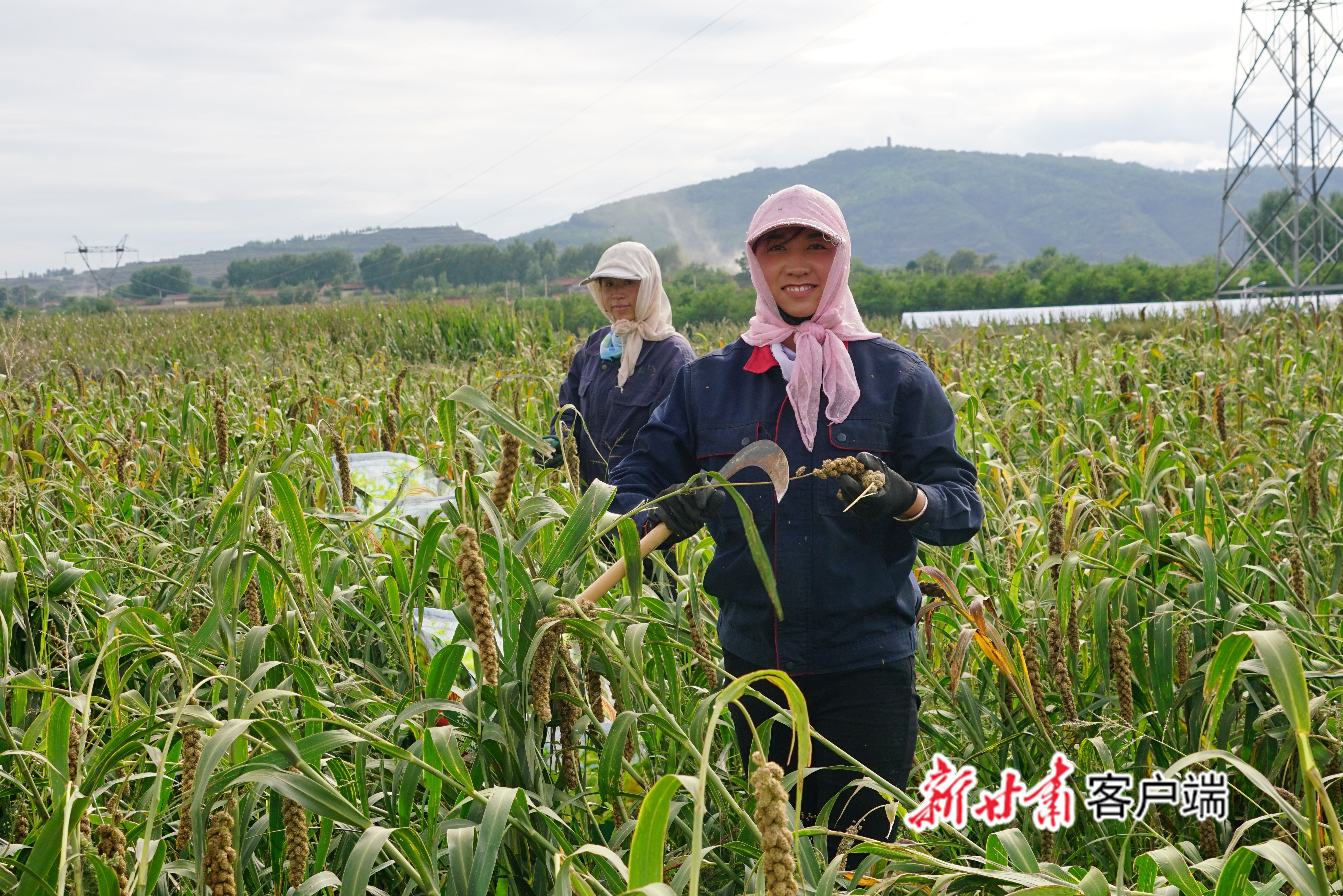 崇信县黄寨塬上谷子香 新甘肃&middot;甘肃日报通讯员 姚崇均 摄