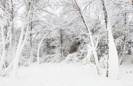 白桦林雪景摄影：史有东