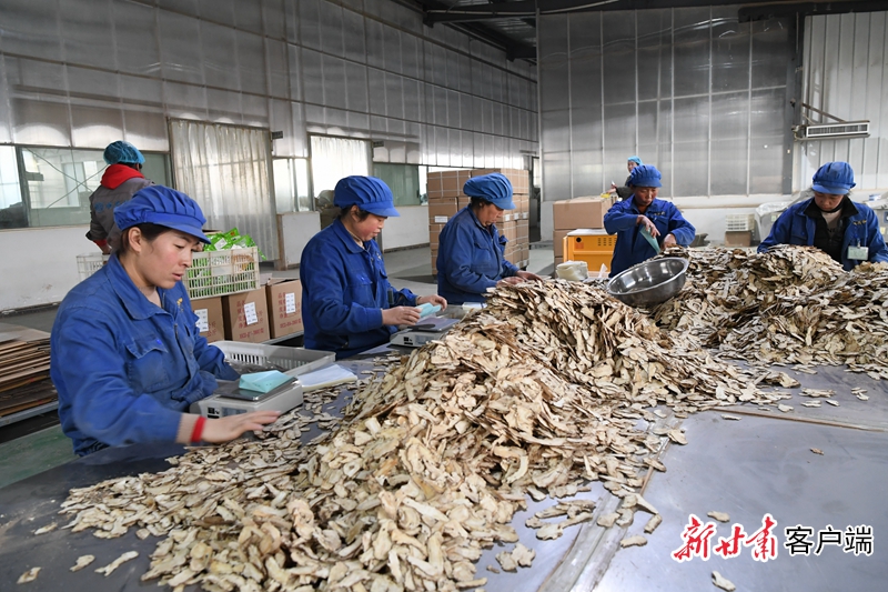 岷县延伸中药材产业链农户家门口发药财