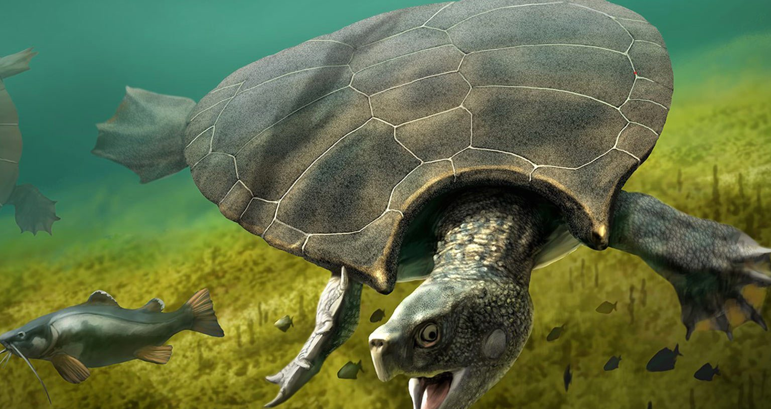 来自地狱水族馆的铁憨憨:爱嘬鱿鱼的巨型古海龟