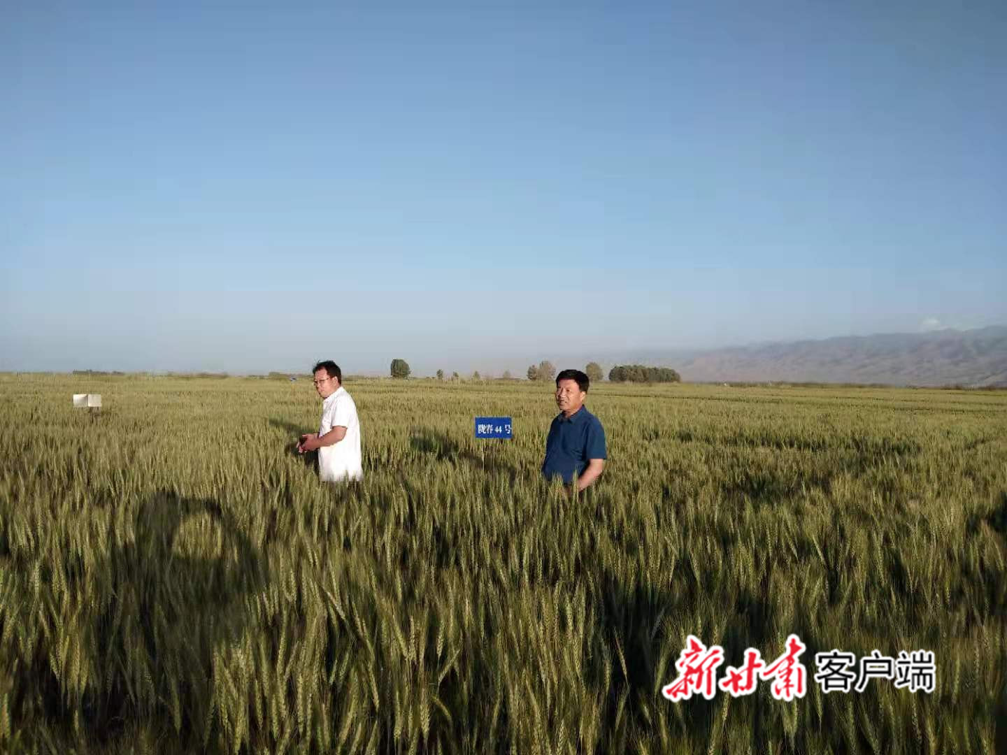 农技人员查看小麦田