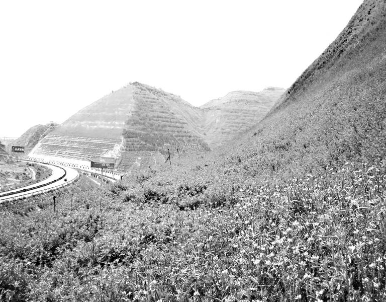 金城北大门景观绿化效果明显提升 兰州市南北两山指挥部供图