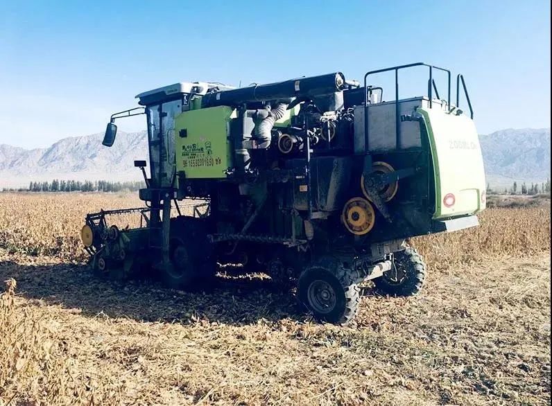 "杂交大豆之父"深耕张掖27载 一次次刷新全国亩产纪录