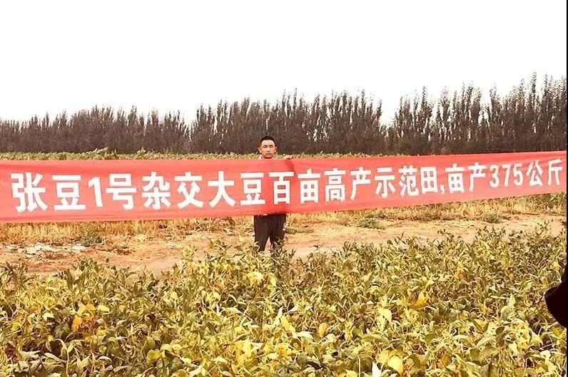 "杂交大豆之父"深耕张掖27载 一次次刷新全国亩产纪录