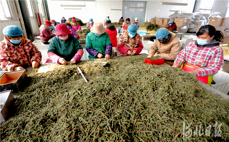 2020年12月12日，位于河北省博野县的河北创然农业科技开发有限公司员工在挑选药材。河北日报记者杜柏桦摄影报道