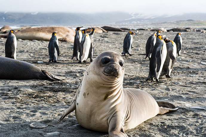 幼年象海豹.人民视觉 资料图