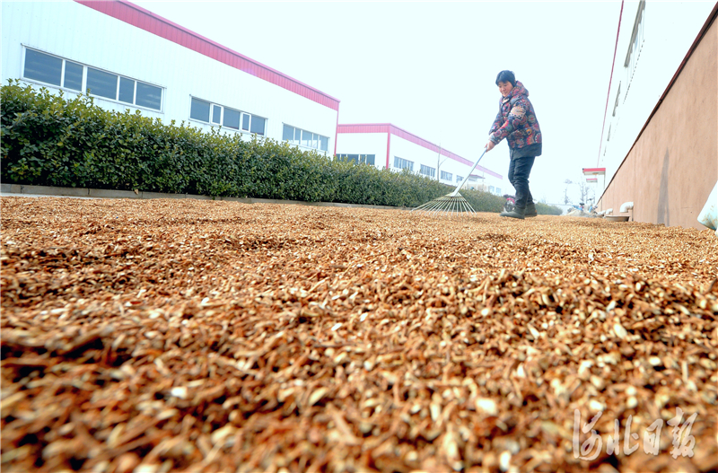 2020年12月12日，位于河北省博野县的河北创然农业科技开发有限公司员工在晾晒中药材。河北日报记者杜柏桦摄影报道